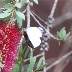 Delias nigrina at Moruya, NSW - suppressed