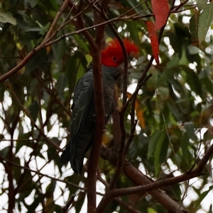 Callocephalon fimbriatum at Moruya, NSW - 5 Nov 2024