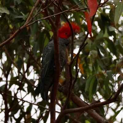 Callocephalon fimbriatum (Gang-gang Cockatoo) at Moruya, NSW - 5 Nov 2024 by LisaH