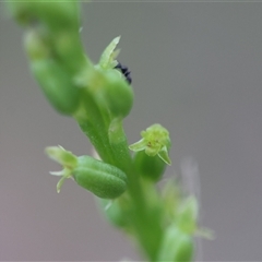 Microtis parviflora (Slender Onion Orchid) at Moruya, NSW - 5 Nov 2024 by LisaH