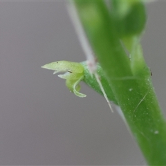 Microtis parviflora at Moruya, NSW - suppressed