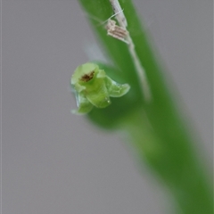 Microtis parviflora at Moruya, NSW - 5 Nov 2024