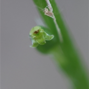 Microtis parviflora at Moruya, NSW - 5 Nov 2024