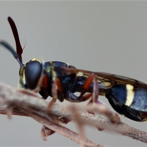 Apocrita (suborder) at Moruya, NSW by LisaH