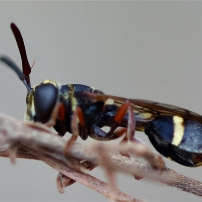 Apocrita (suborder) at Moruya, NSW - 5 Nov 2024 by LisaH