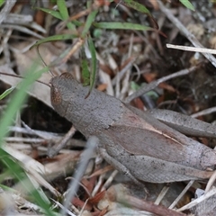 Rhitzala modesta (Short winged heath grasshopper) at Broulee, NSW - 5 Nov 2024 by LisaH