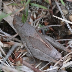 Rhitzala modesta at Broulee, NSW - suppressed