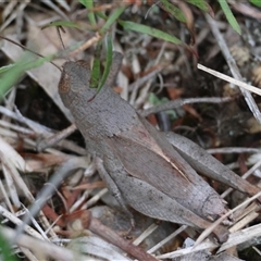 Rhitzala modesta at Broulee, NSW - 5 Nov 2024