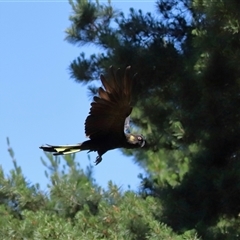 Zanda funerea (Yellow-tailed Black-Cockatoo) at Yarralumla, ACT - 30 Oct 2024 by TimL