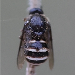 Ogcodes sp. (genus) (Hunchback Fly) at Moruya, NSW - 5 Nov 2024 by LisaH