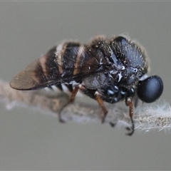 Ogcodes sp. (genus) at Moruya, NSW - suppressed