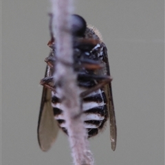 Ogcodes sp. (genus) at Moruya, NSW - suppressed