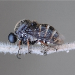 Ogcodes sp. (genus) at Moruya, NSW - suppressed