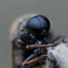 Ogcodes sp. (genus) at Moruya, NSW - suppressed