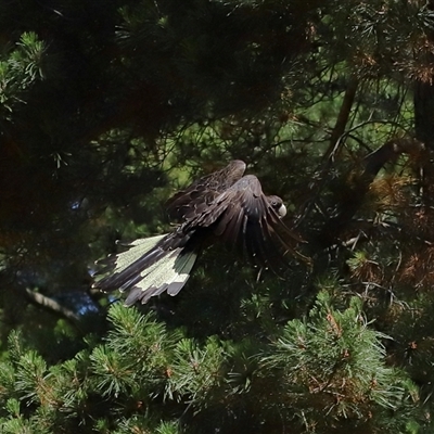 Zanda funerea (Yellow-tailed Black-Cockatoo) at Yarralumla, ACT - 30 Oct 2024 by TimL