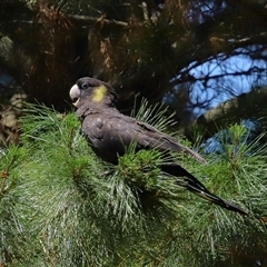 Zanda funerea (Yellow-tailed Black-Cockatoo) at Yarralumla, ACT - 30 Oct 2024 by TimL