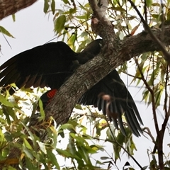 Calyptorhynchus lathami lathami (Glossy Black-Cockatoo) at Moruya, NSW - 5 Nov 2024 by LisaH