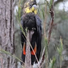 Calyptorhynchus lathami lathami (Glossy Black-Cockatoo) at Moruya, NSW - 4 Nov 2024 by LisaH