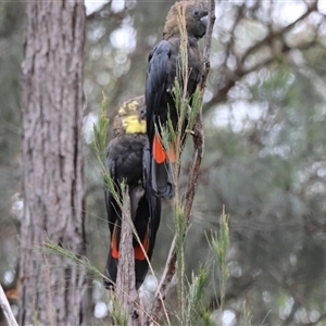 Calyptorhynchus lathami lathami at Moruya, NSW - suppressed