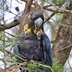 Calyptorhynchus lathami lathami (Glossy Black-Cockatoo) at Moruya, NSW - 4 Nov 2024 by LisaH