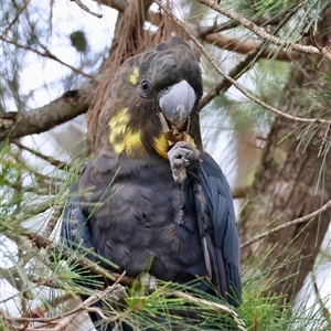 Calyptorhynchus lathami lathami (Glossy Black-Cockatoo) at Moruya, NSW by LisaH