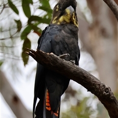 Calyptorhynchus lathami lathami at Moruya, NSW - 5 Nov 2024