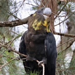 Calyptorhynchus lathami lathami at Moruya, NSW - 5 Nov 2024