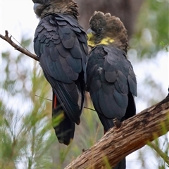 Calyptorhynchus lathami lathami at Moruya, NSW - 5 Nov 2024