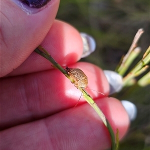 Aporocera sp. (genus) at Tinderry, NSW - 5 Nov 2024