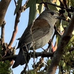 Colluricincla harmonica (Grey Shrikethrush) at Yanakie, VIC - 6 Nov 2024 by Louisab