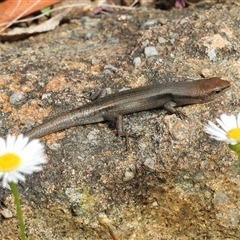 Lampropholis guichenoti (Common Garden Skink) at Aranda, ACT - 1 Nov 2024 by KMcCue