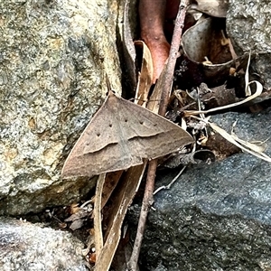 Epidesmia hypenaria at Aranda, ACT - 2 Nov 2024