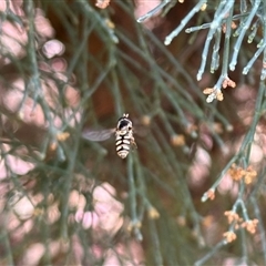 Simosyrphus grandicornis (Common hover fly) at Aranda, ACT - 2 Nov 2024 by KMcCue