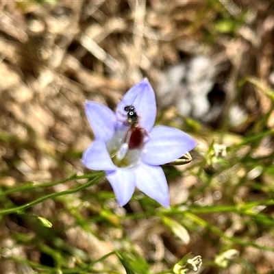 Exoneura sp. (genus) at Aranda, ACT - 2 Nov 2024 by KMcCue