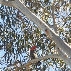 Callocephalon fimbriatum (Gang-gang Cockatoo) at Ainslie, ACT - 6 Nov 2024 by Jeanette