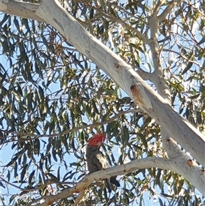 Callocephalon fimbriatum at Ainslie, ACT - 6 Nov 2024