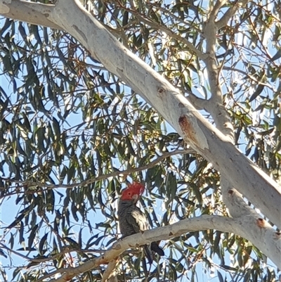 Callocephalon fimbriatum (Gang-gang Cockatoo) at Ainslie, ACT - 6 Nov 2024 by Jeanette