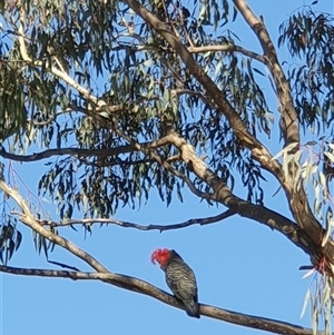 Callocephalon fimbriatum at Ainslie, ACT - suppressed