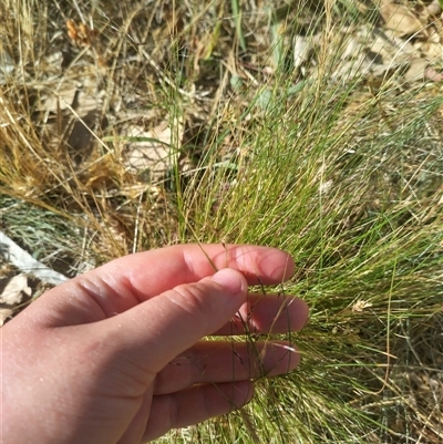 Nassella trichotoma (Serrated Tussock) at Evatt, ACT - 5 Nov 2024 by rbannister