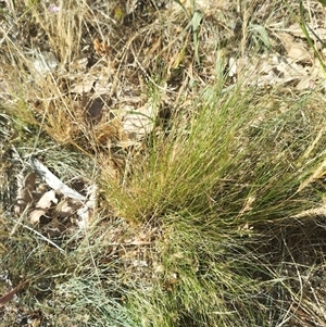 Nassella trichotoma at Evatt, ACT - 6 Nov 2024 08:44 AM