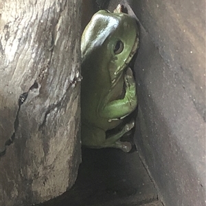 Litoria caerulea at Kungala, NSW - 6 Nov 2024 09:28 AM