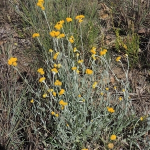 Chrysocephalum apiculatum at Barton, ACT - 3 Nov 2024