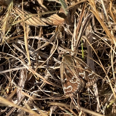 Synemon plana (Golden Sun Moth) at Lyneham, ACT - 5 Nov 2024 by maisiewkstl