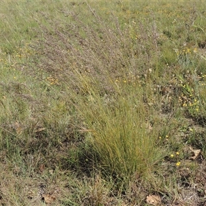 Poa sieberiana at Barton, ACT - 3 Nov 2024