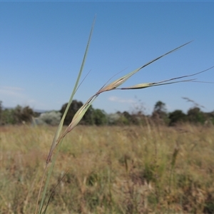 Themeda triandra at Barton, ACT - 3 Nov 2024 02:58 PM