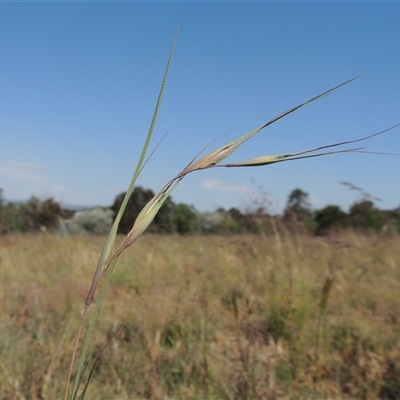 Themeda triandra (Kangaroo Grass) at Barton, ACT - 3 Nov 2024 by MichaelBedingfield
