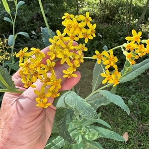 Senecio linearifolius var. arachnoideus at Kangaroo Valley, NSW - suppressed
