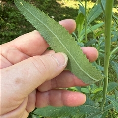Senecio linearifolius var. arachnoideus at Kangaroo Valley, NSW - suppressed