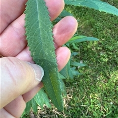 Senecio linearifolius var. arachnoideus at Kangaroo Valley, NSW - suppressed