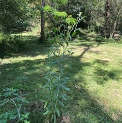 Senecio linearifolius var. arachnoideus at Kangaroo Valley, NSW - suppressed